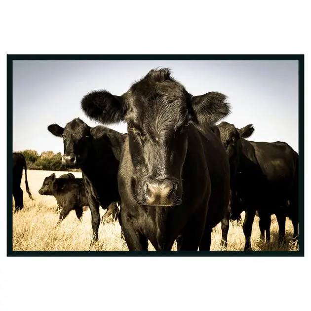 Cow Photography 48X72 Trusted Brand
