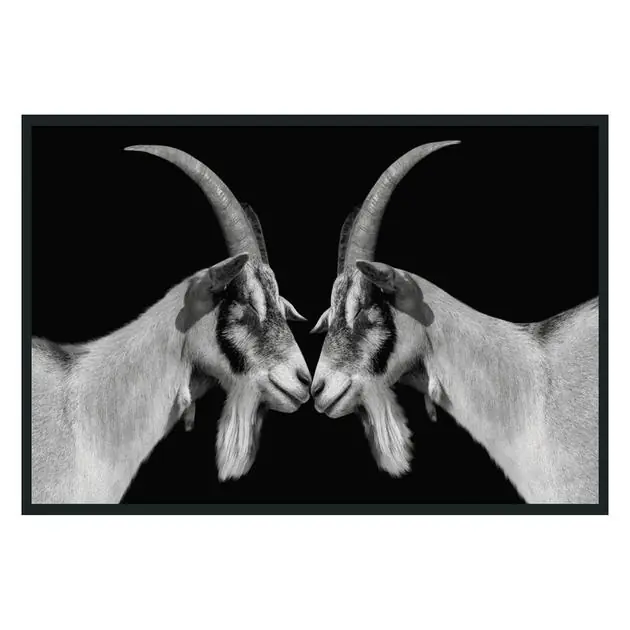 Handmade Goat Photography 48X72