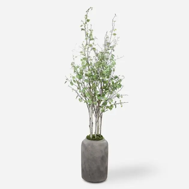 Aldis Potted River Birch Secure Checkout